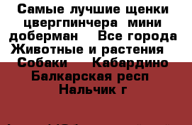 Самые лучшие щенки цвергпинчера (мини доберман) - Все города Животные и растения » Собаки   . Кабардино-Балкарская респ.,Нальчик г.